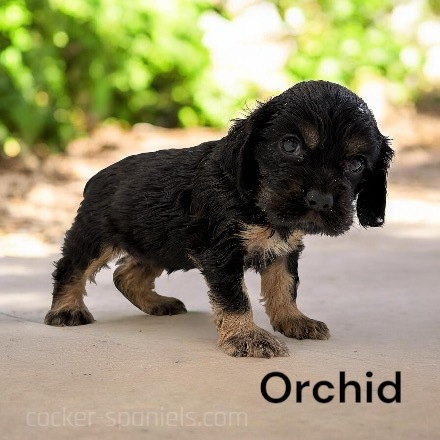 puppy, for, sale, Cocker Spaniel, Joe & Cherri  Overlease, dog, breeder, Miller, MO, dog-breeder, puppy-for-sale, forsale, nearby, find, puppyfind, locator, puppylocator, aca